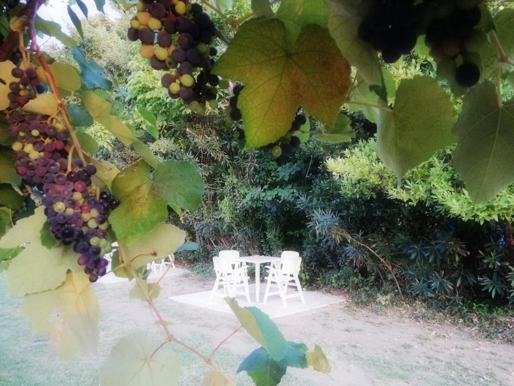 Mirini • Ancient Stagira Apts • Chalkidiki Olympiada Dış mekan fotoğraf